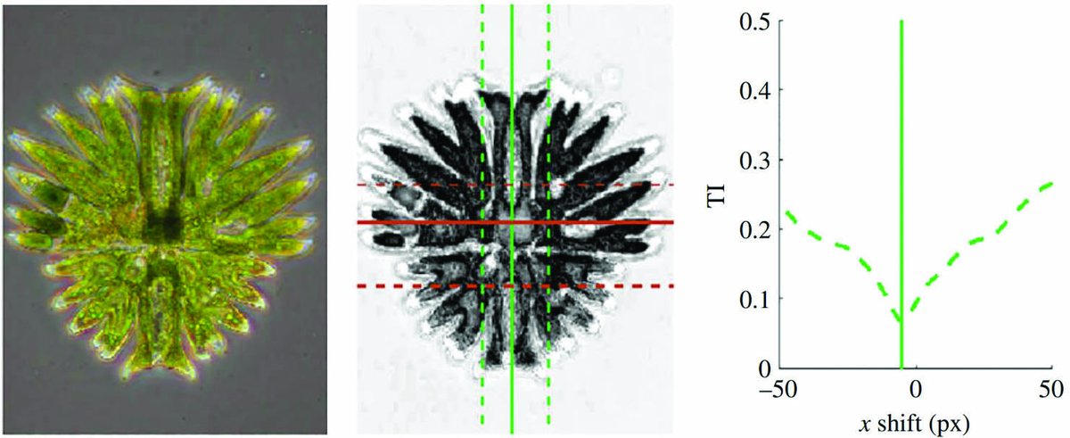 The April edition of SIAM News is now live! In this month's issue, @DrMRFrancis recaps an #AAASmtg session on the challenges of #mathematically expressing the near-symmetries that appear in a wide range of #biological organisms. Read more here! sinews.siam.org/Details-Page/b…