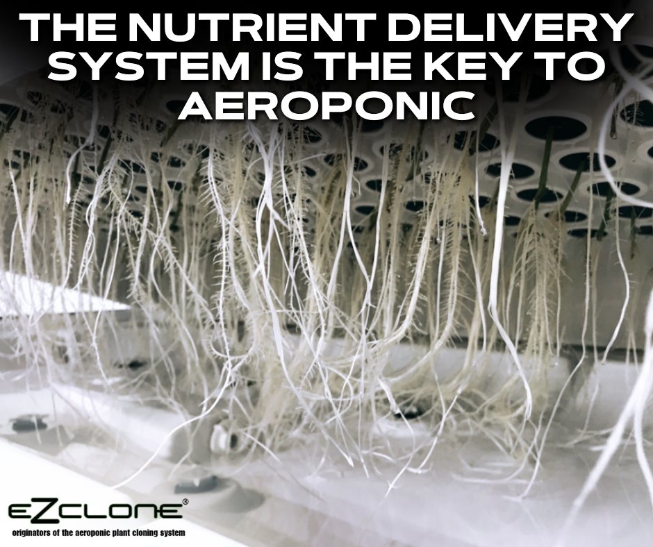 You'll need a delivery system that provides the #nutrientrich mist your #plant will rely on to grow, directly to the #root system. An excellent #aeroponicgrowing system will deliver the correct amount of nutrients at the right time intervals to ensure your plants' optimum growth. https://t.co/w1ongTfsap