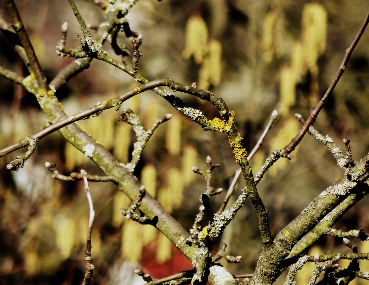 arteemiska's tweet photo. Březnový les... #forest #tree #photography https://t.co/K79mCeXLJ5