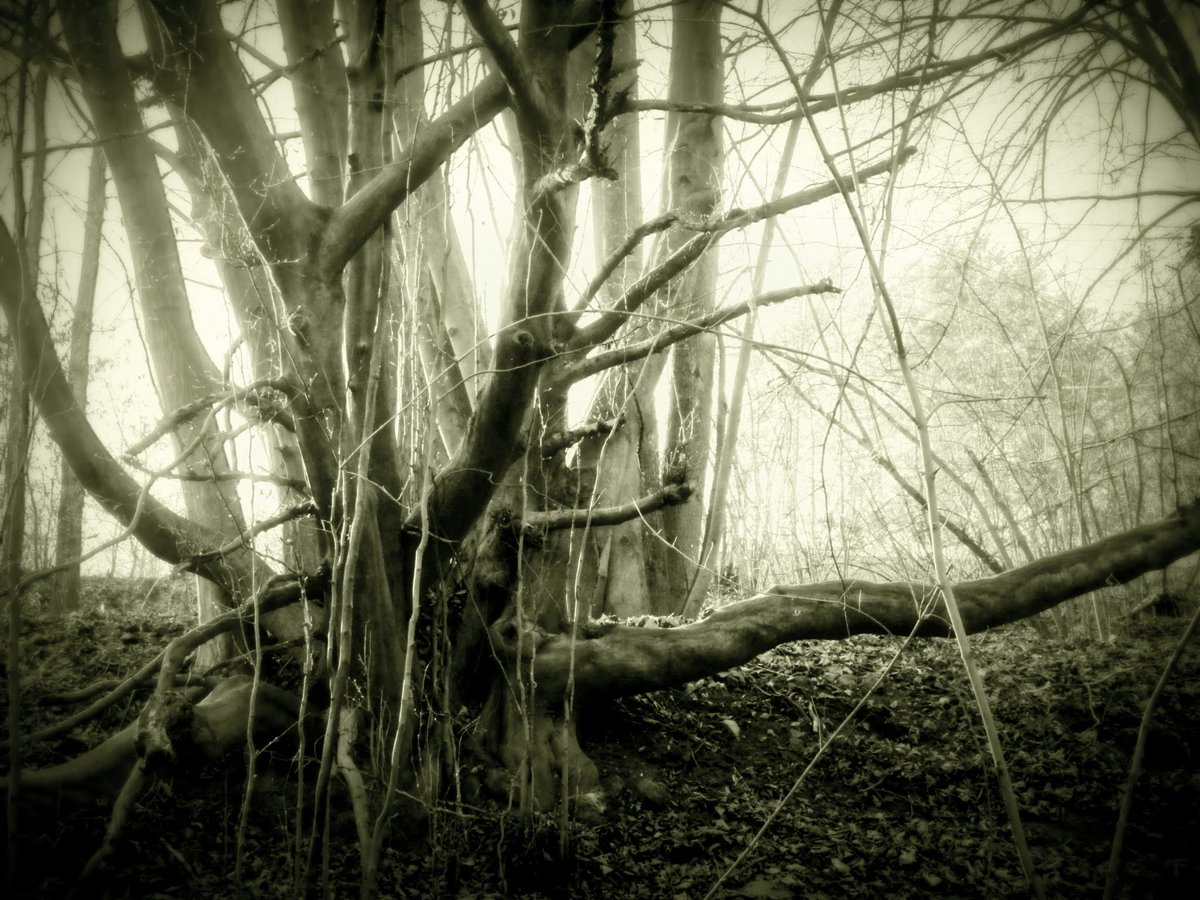 arteemiska's tweet photo. Březnový les... #forest #tree #photography https://t.co/K79mCeXLJ5