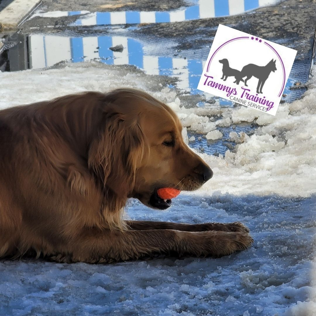 TammysTraining's tweet photo. Larry got so much mental stimulation that he had to take a breather during fetch. 👀 Where's the crazy energy that was radiating off him when we arrived 45 minutes ago?? 

Mental stimulation stumps physical stimulation every day. Have a dog that will walk for hours then bounce https://t.co/OUBNwocJU3