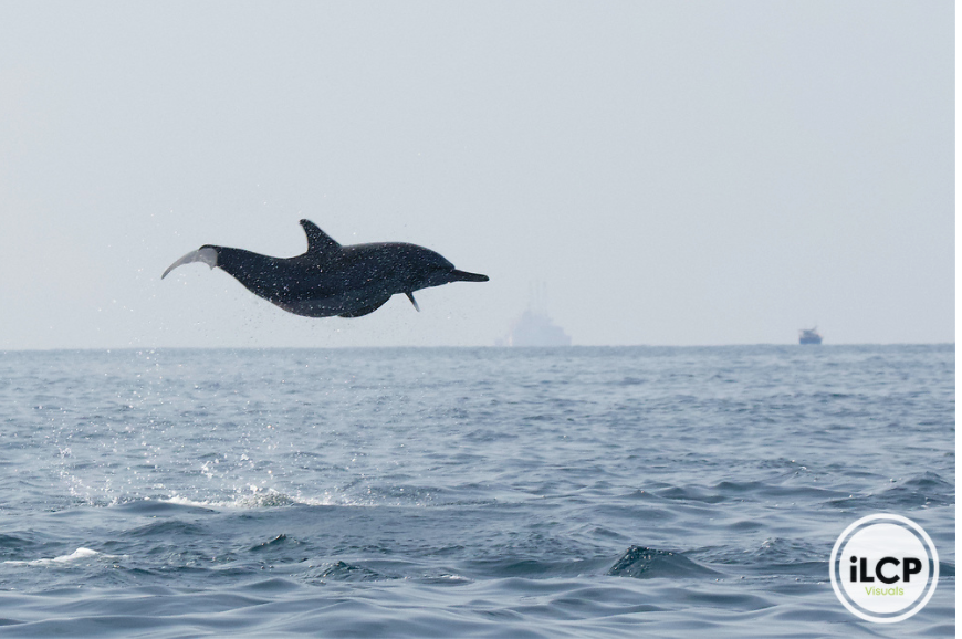ILCP's tweet photo. That Friday feeling!

Spinner Dolphin (Stenella longirostris)
Photo by Balan Madhavan / iLCP

#dolphin #fridayfeeling #spinnerdolphin https://t.co/JTn03qkIx7