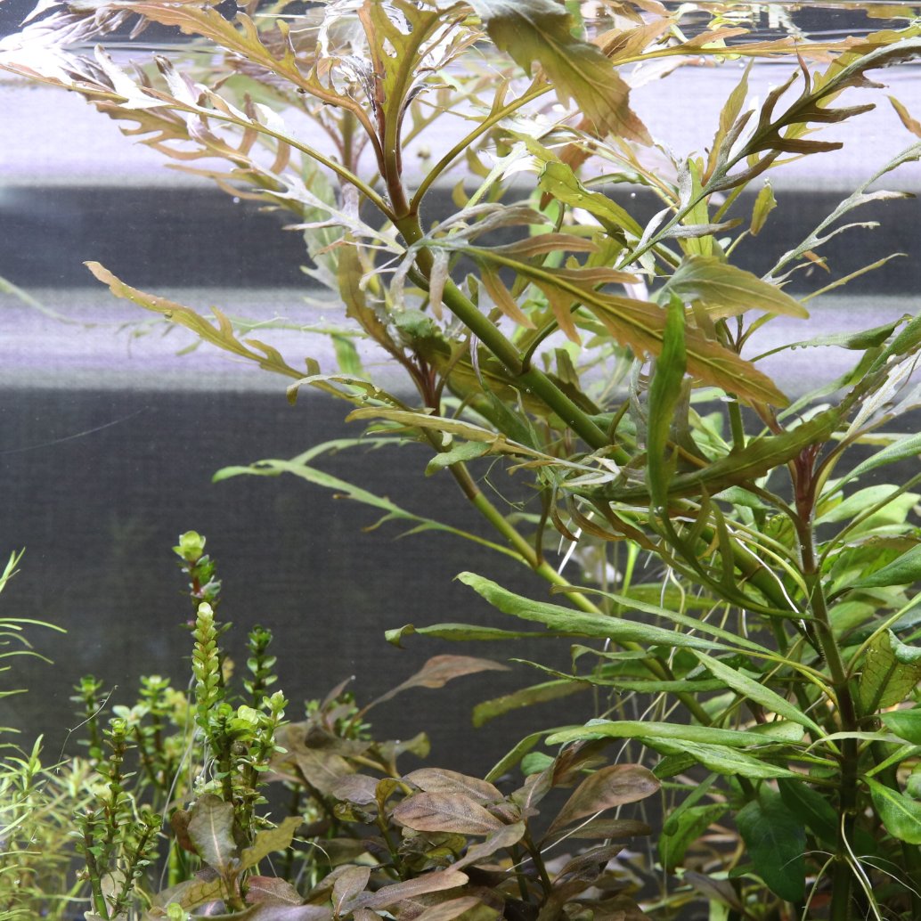 Waterplantslover スタウロギネsp ビハール Staurogyne Biharl いい感じに仕上がっております こんなにうまくいったのはじめてかも おススメです 次号のアクアライフで詳しく紹介しております Waterplantslover 水草 ボトルアクアリウム 水草図鑑
