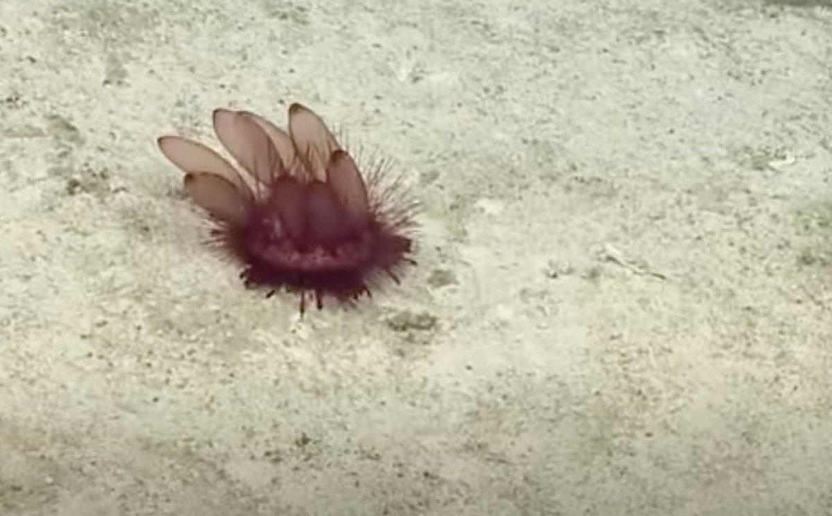 EVNautilus's tweet photo. This Phormosoma sea urchin is speeding across the ocean floor! Known for their modified #tubefeet, nearly all of these #seaurchins live in the #deepsea but our scientists have never seen one move this quickly before. Watch: https://t.co/zGlTxZmLXG @oceanexplorer @USFWSPacific https://t.co/vIyObygkHO