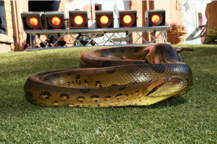 Mel_BrooksSA's tweet photo. Annie the Anaconda - The oldest living snake in captivity in the world. You can visit her at the Monte Casino Bird Gardens. https://t.co/30BCKmum5v