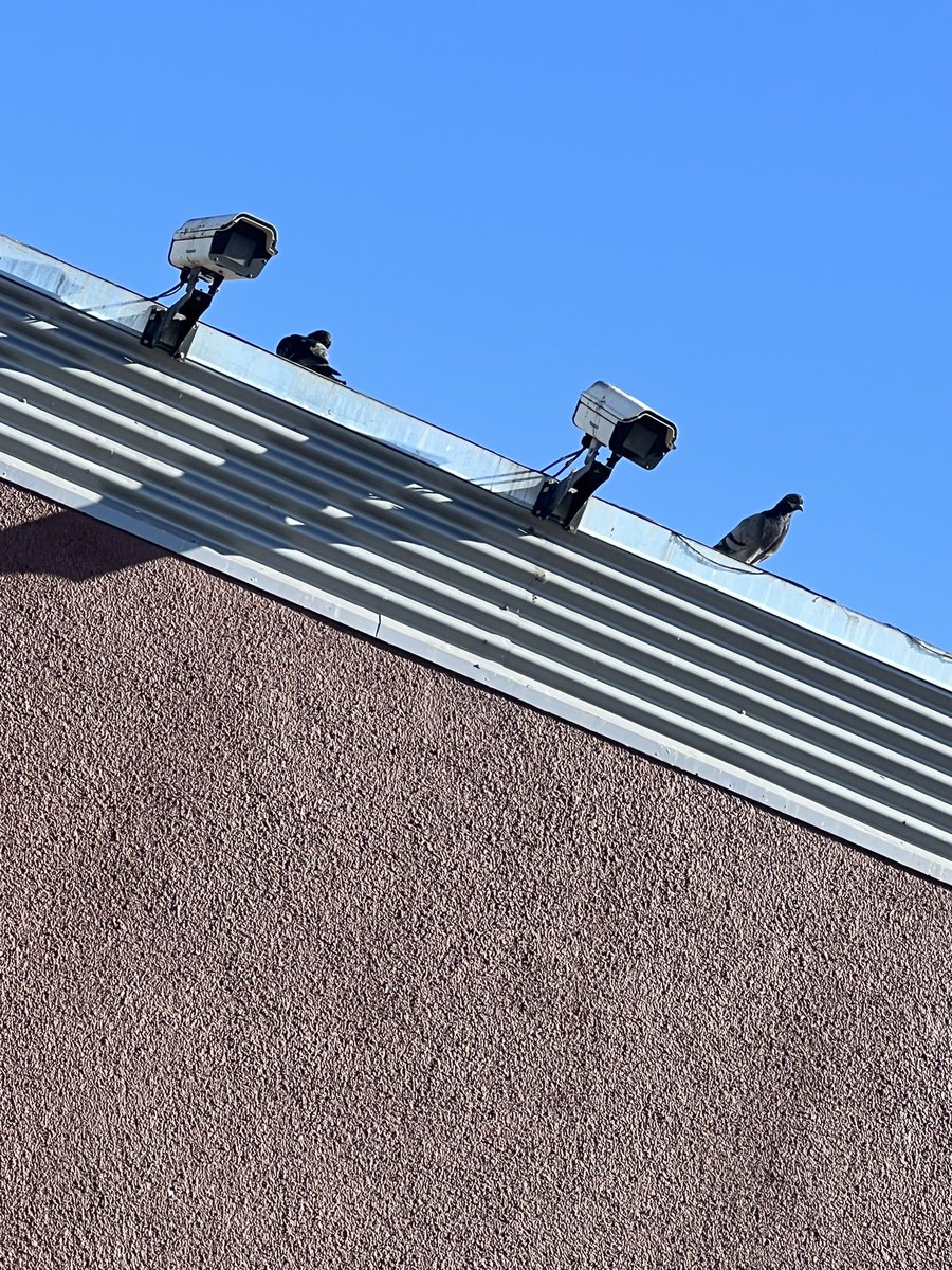 They really got 4 cameras for what?