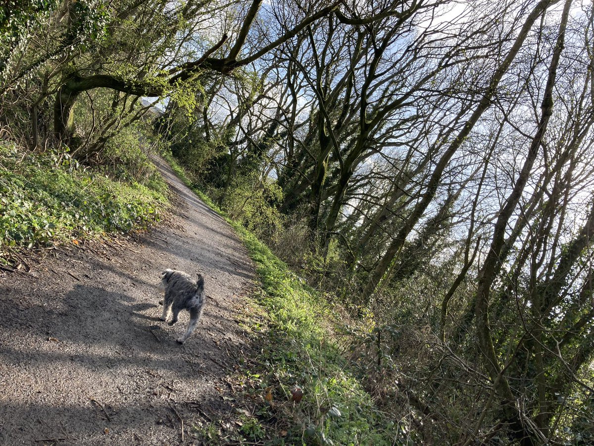 AimeeRobson4's tweet photo. Lovely green sunshiney but freeeeeezingggg walk to wrap up a full week on a Friday #firstdayofApril #ActiveApril https://t.co/uo2lWD2wJs