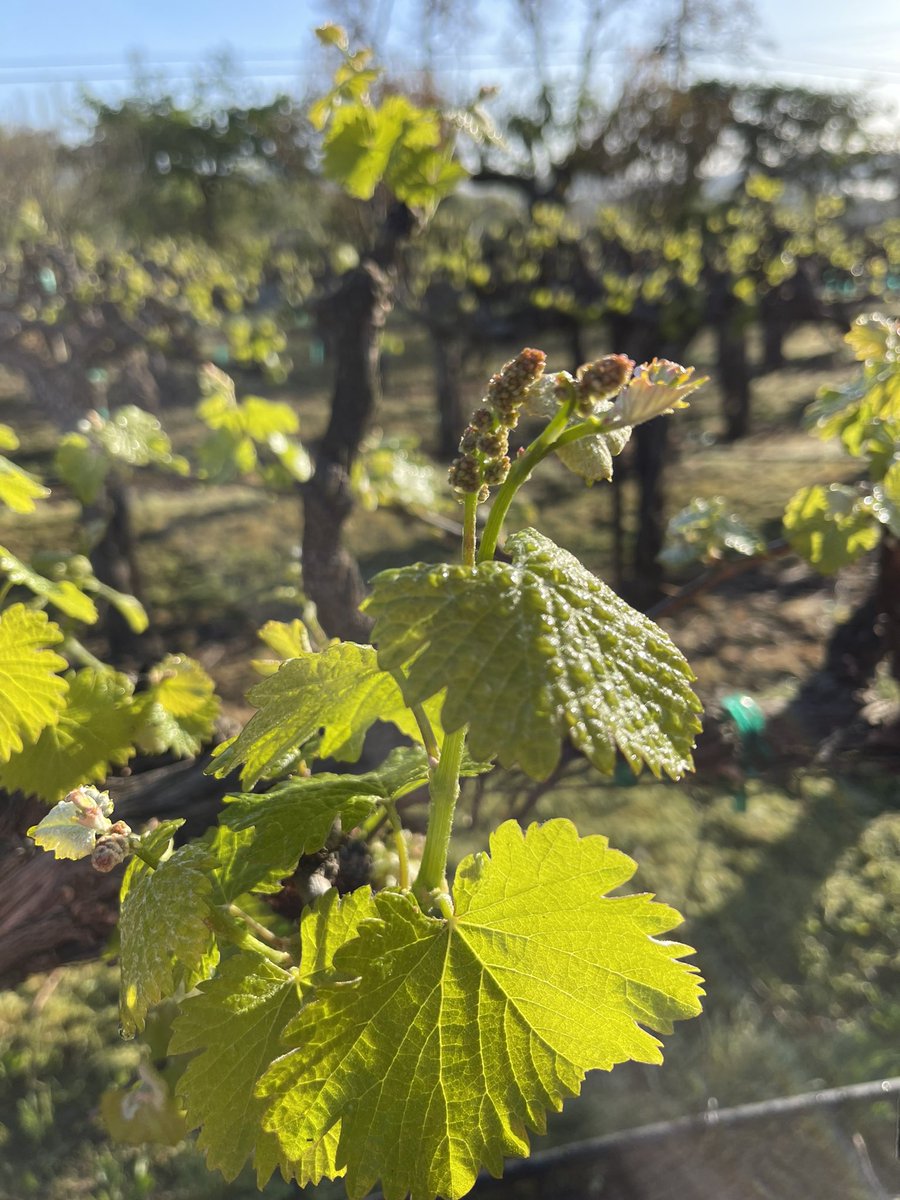 Budbreak is well underway in our Chenin Blanc vineyard!   You can see two potential clusters that could transform into grapes!  Cheers! #aloftwine #mondavisisterscollection #napavalley #cheninblanc