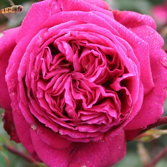 luvxssclxra's tweet photo. @LilyzPlayz alrightyy im a rose! https://t.co/5LDzPP9w3L