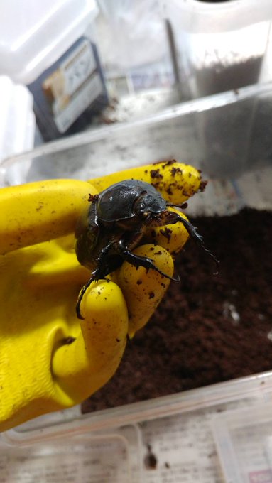 羽化してからしばらく土に潜ってた時は真っ黒だったのに、土から出て動き出してからは羽が乾燥して、みるみる真っ白になって自然が生んだ芸術だなって思いました 