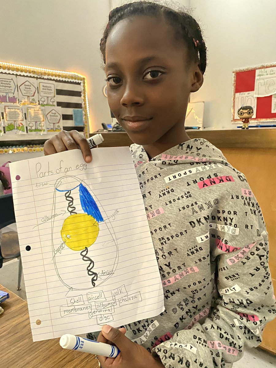 samdhutson's tweet image. Hatching the Classroom @BlackshearElem2 students are learning all about the life cycle and parts of an egg. Our eggcellent Mrs. Allen demonstrated candling eggs to show how chicks develop. 🐣 #ECISDdoesSCIENCE