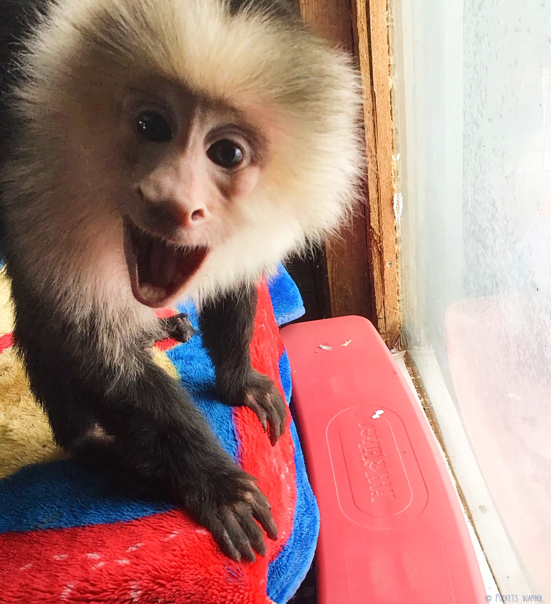 I’m 29 years young today so Happy Birthday to me! 🤪🐒🎂 #storybookmonkeys