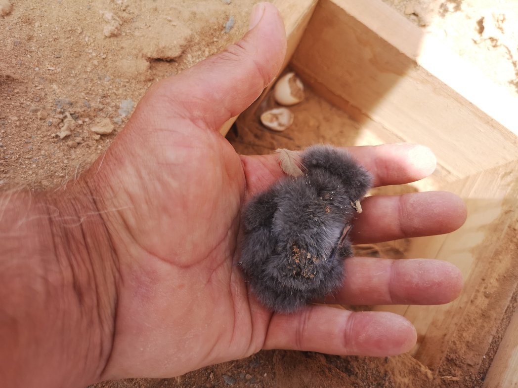 SeabirdEcology's tweet photo. First white-faced #StormPetrels chick of the year πππ in our artificial nests in #IlheuPassaros #Boavista #CaboVerde. It is our 4rth year #fielworkd in this islet, and this season so far we ringed 500 birds and recovered 7 GPS & 2 GLS. Not too bad! #seabirds @RivasConi https://t.co/dVtNvmn1oi