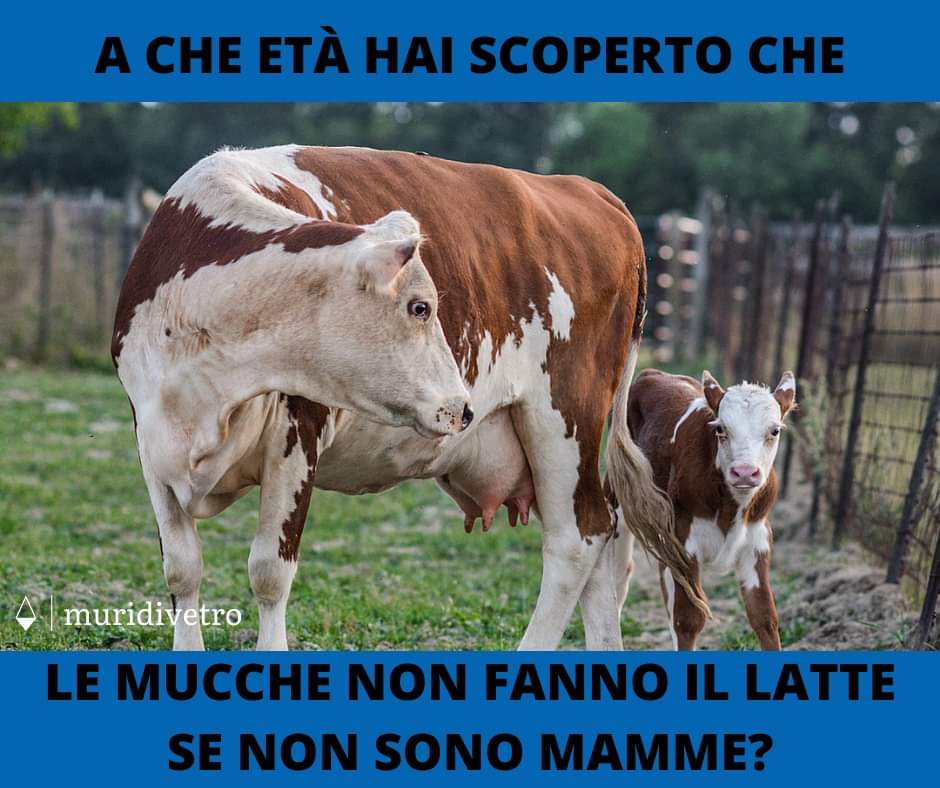 muridivetro tweet media