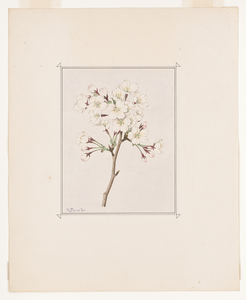 Celebrating the 110th Anniversary of the Cherry Blossom Gift and U.S.-Japan Friendship from <a href="/LibraryCongress/">Library of Congress</a> ift.tt/QzZYuOL