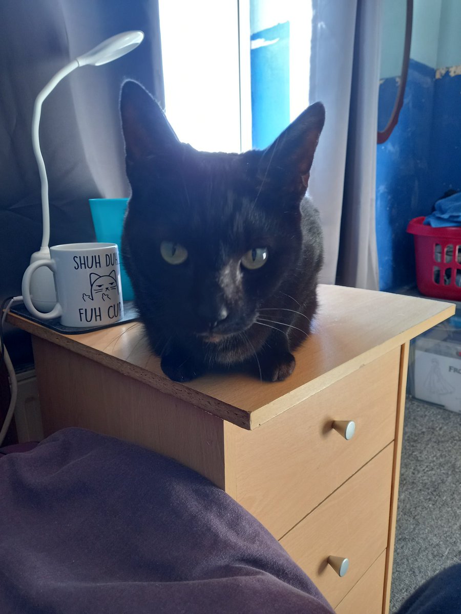 th3chazz's tweet photo. Cat https://t.co/J1rECX0EGn
