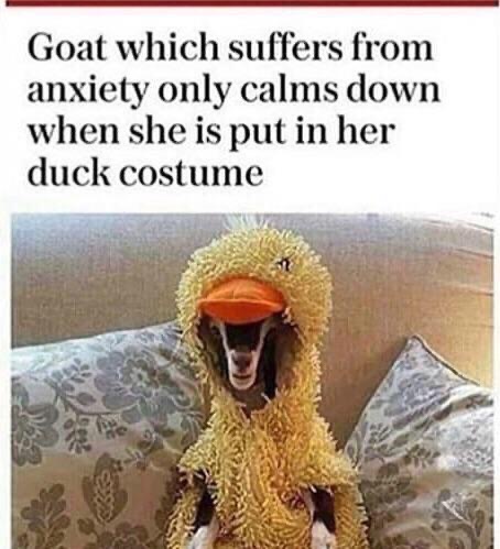 WholesomeMemes (@wholesomememe) on Twitter photo 