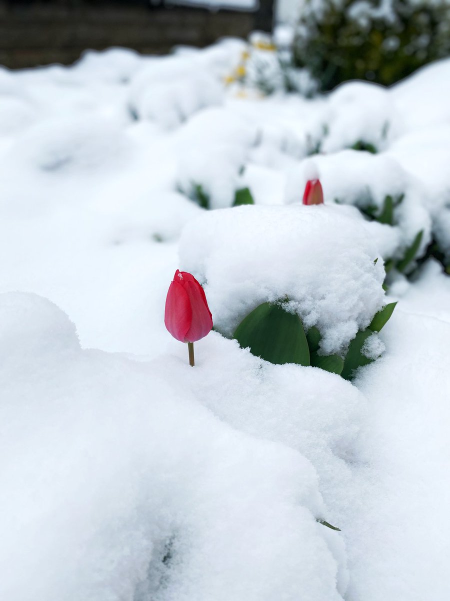 destiny91110's tweet photo. Wintereinbruch am 1. April: kein April Scherz❄️

Vielleicht kann @Covalent_HQ #API uns bald das Wetter vorhersagen🔮

$CQT #blockchain #Wetterstation #cryptode https://t.co/s4ROVXdFDS