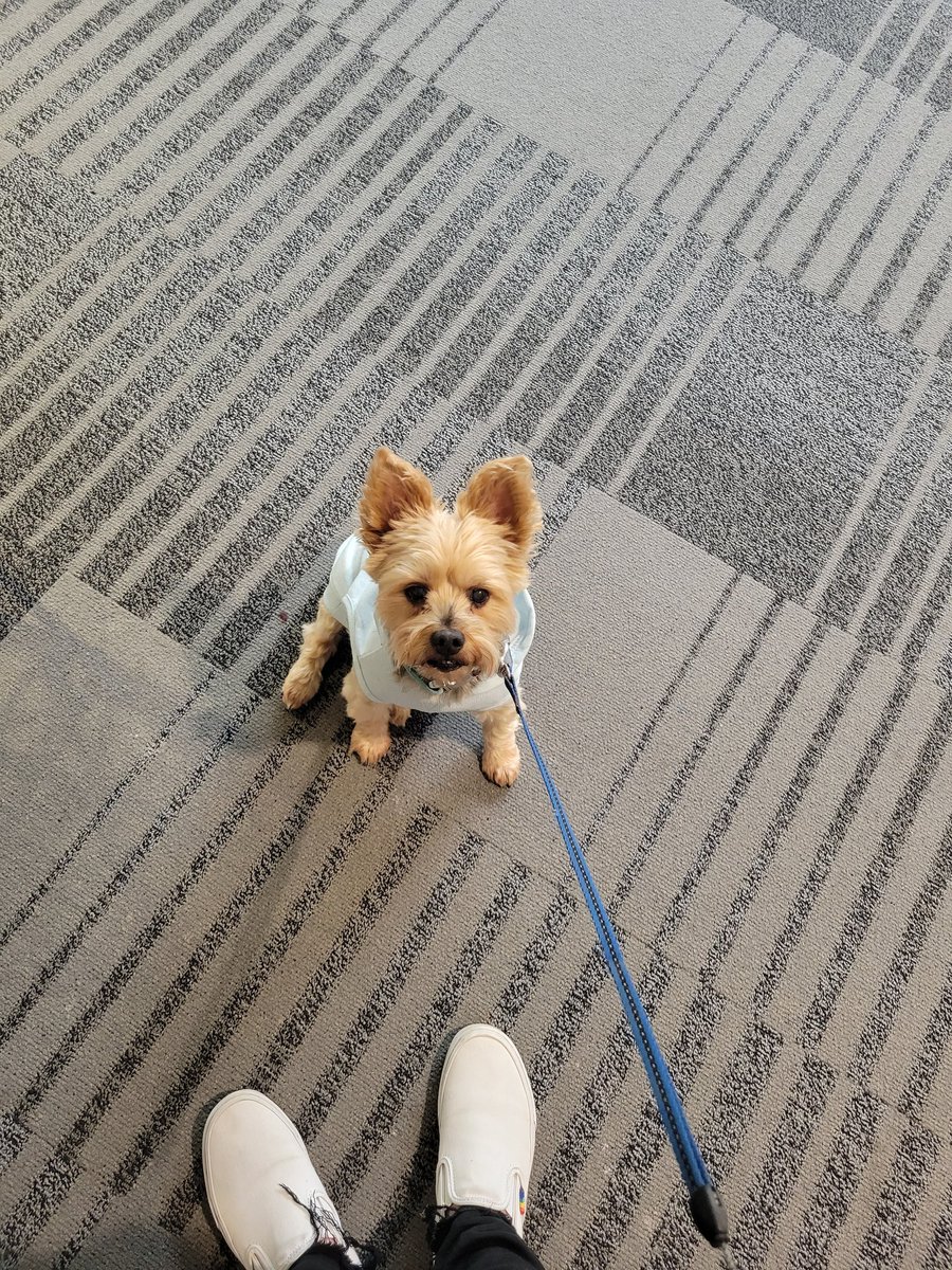 AdaWu712's tweet photo. Can't wait to meet all the  #Earpers come say Hi, belly rubs optional but strongly recommended! #Earpapalooza https://t.co/wWNYvaU4JY