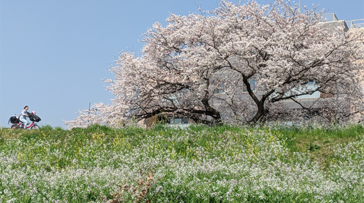 madebygoogle's tweet image. Spring for many people: 🌸🌸🌸 yay!
Spring for people with allergies: *sneezing*

Check #NestHub for your city’s Air Quality in select U.S. areas. Find out when your air is cleanest so you can feel more 🙂 and less 🤧.

Learn more on our community page: goo.gle/3tAU9WS
