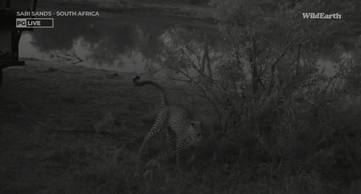 Meaghan_Edwards's tweet photo. Rosettes! @WildEarth #WildEarth #Tsemba #Maribye https://t.co/DeQE6VeRtz
