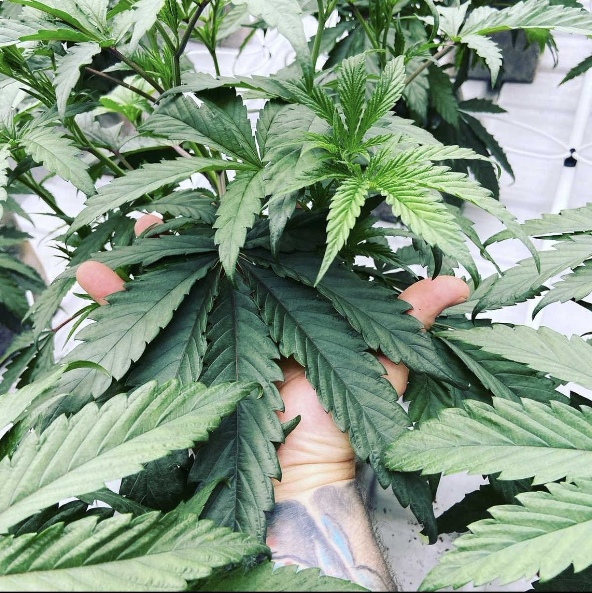 Lemon Cherry Gelato looking healthy 🍋🍒🍧 #lemoncherrygelato #terps #yesirski #oakland #exotics