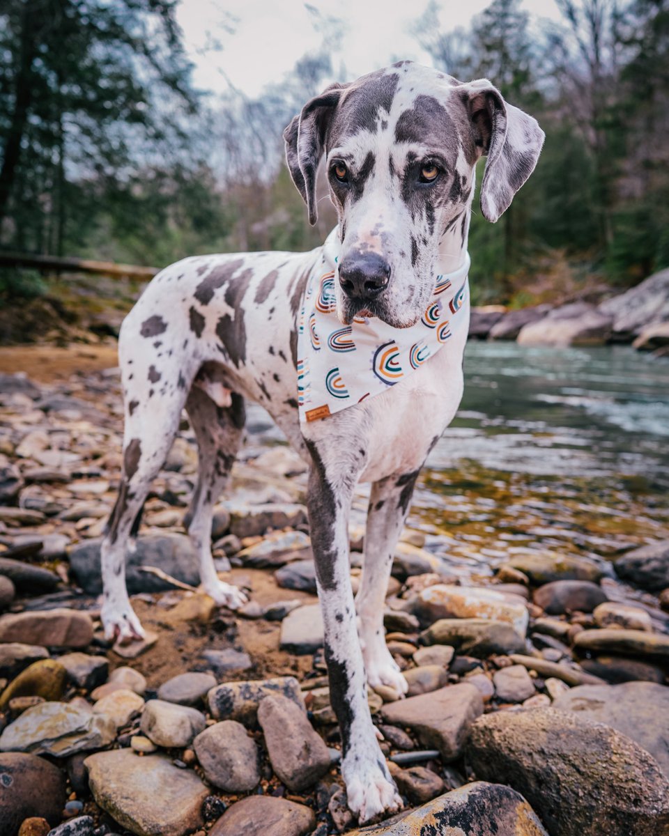 Hey y’all! I’ve been pretty bad about posting on here! But it’s been crazy with me launching bandannas in our etsy shop Diesel Dazzles, and my dad breaking his leg. I’ll try to be better about it! #dogsoftwitter #greatdane