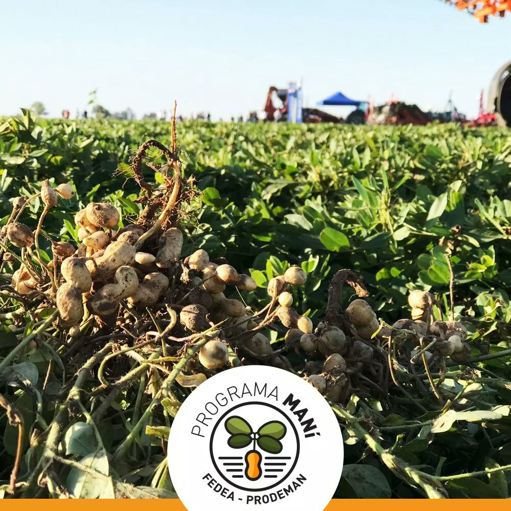 fedeaagro's tweet photo. 📍Estuvimos presentes en el Circuito de Maní junto con @prodeman
📣Nuestro Progama Maní te da la posibilidad de hacer maní con distintas modalidades!
#fedeaprogramamani #entudiaadiasiempre
#oportunidadesdenegocio https://t.co/xUurgHzjWe