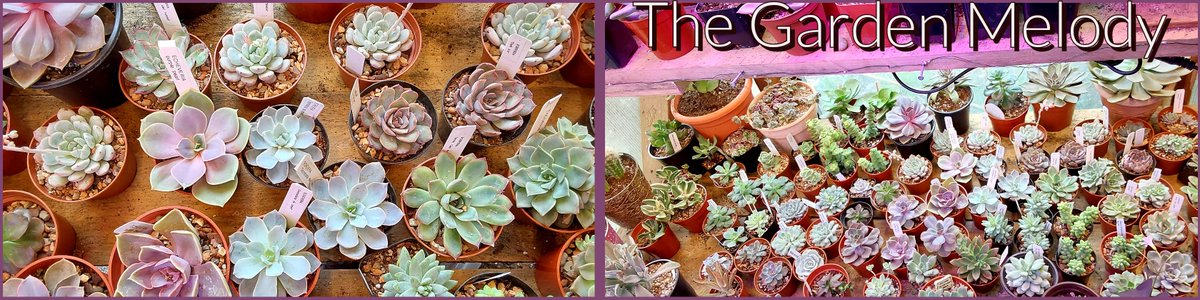 Jennagizer81's tweet photo. #TheGardenMelody is  my new #succulent &amp; #cacti shop. My shop can be found on  #Etsy @ https://t.co/jXln0ba0Kh  @ https://t.co/KXLY6btdeR or on Facebook marketplace. Most of my inventory is on Etsy. I am still building and designing my website https://t.co/Qtrp1wdOyM