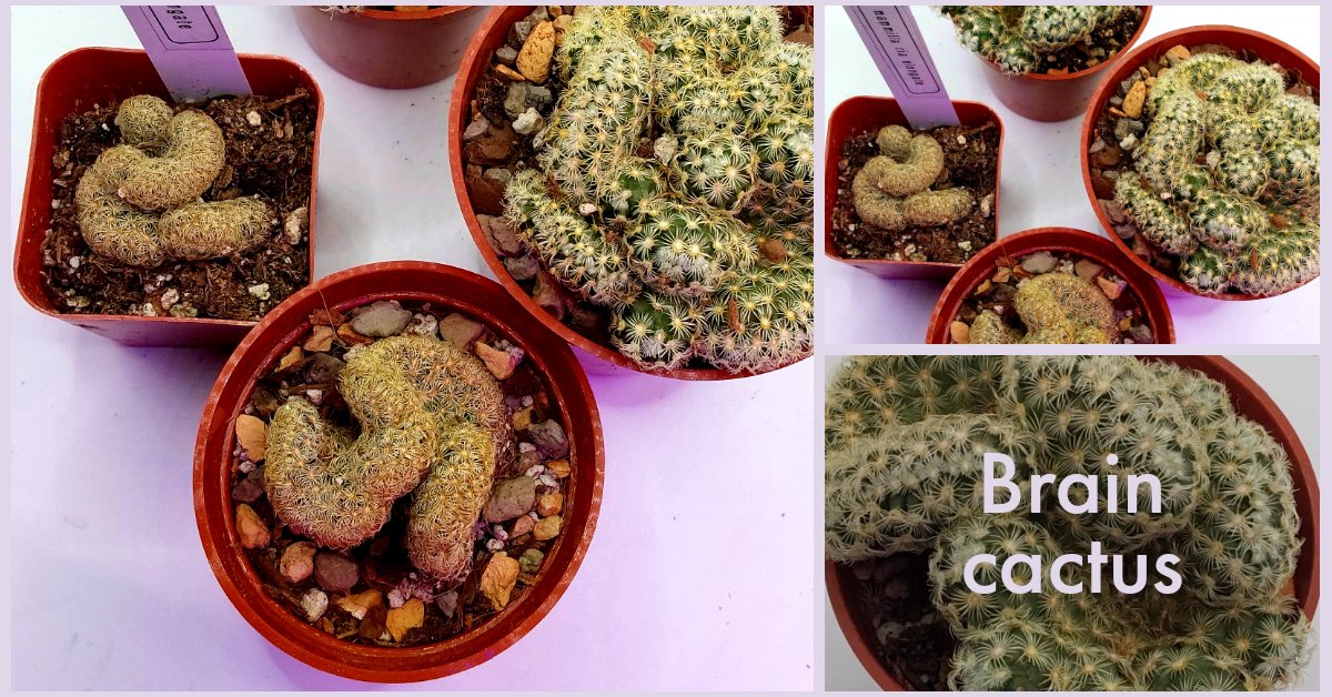 Jennagizer81's tweet photo. #TheGardenMelody is  my new #succulent &amp; #cacti shop. My shop can be found on  #Etsy @ https://t.co/jXln0ba0Kh  @ https://t.co/KXLY6btdeR or on Facebook marketplace. Most of my inventory is on Etsy. I am still building and designing my website https://t.co/Qtrp1wdOyM