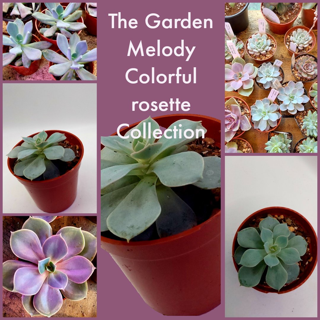 Jennagizer81's tweet photo. #TheGardenMelody is  my new #succulent &amp; #cacti shop. My shop can be found on  #Etsy @ https://t.co/jXln0ba0Kh  @ https://t.co/KXLY6btdeR or on Facebook marketplace. Most of my inventory is on Etsy. I am still building and designing my website https://t.co/Qtrp1wdOyM