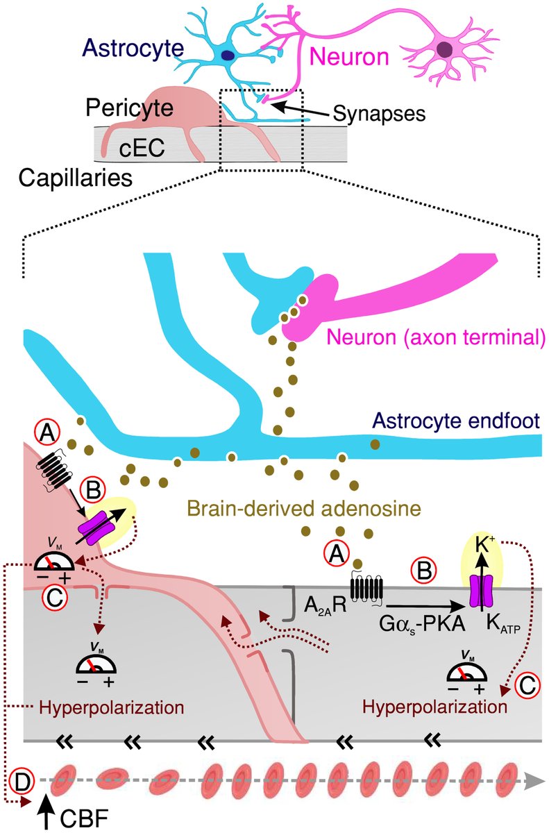 scisignal's tweet photo. Using laser Doppler flowmetry in the mouse cortex, a team of researchers at @uvmvermont finds that stimulation of ATP-sensitive #PotassiumChannels increases cerebral blood flow through a pathway dependent on #adenosine. @MariaSancho0 @NelsonLab1 https://t.co/Wm6dJcLtNb https://t.co/zPmparluQ9