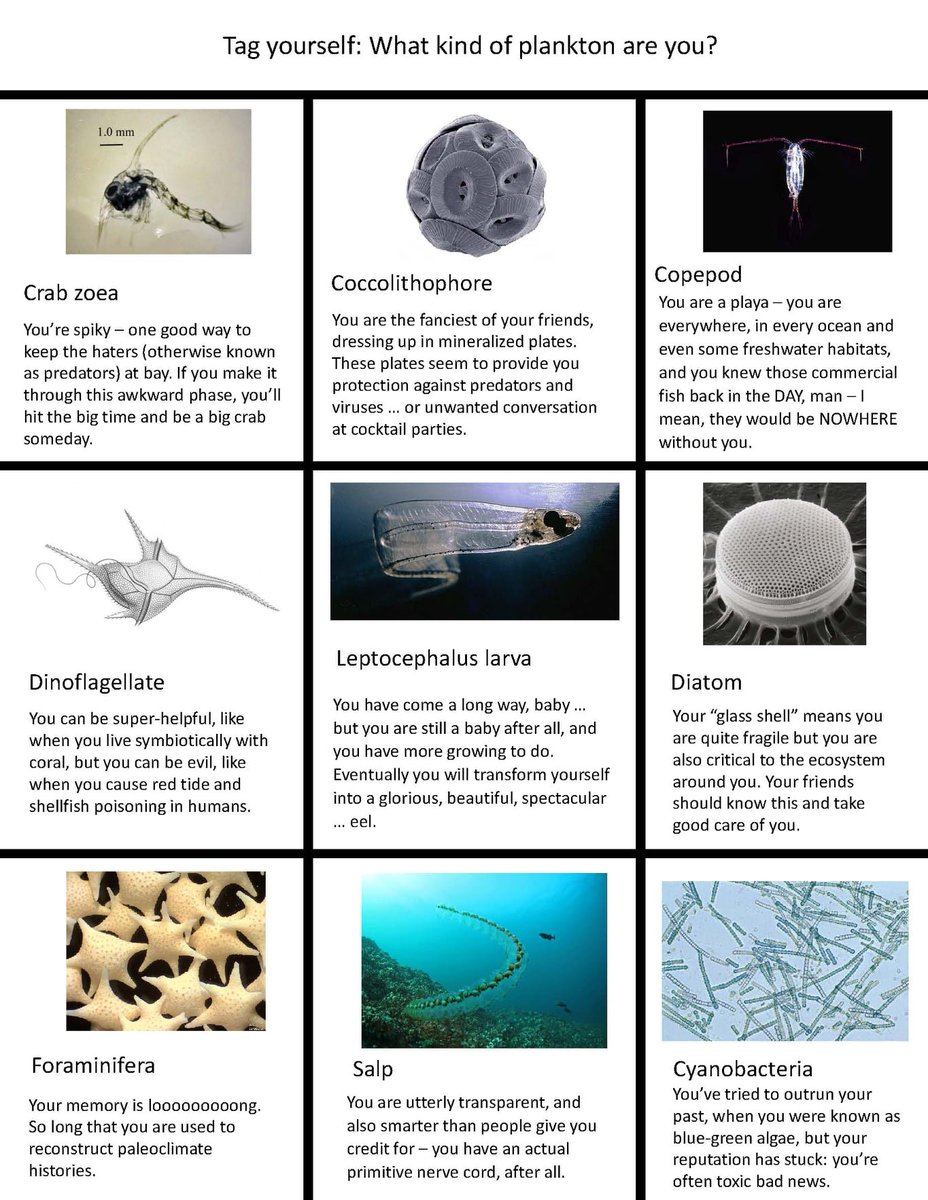 OSUCEOAS's tweet photo. Tag yourself #plankton https://t.co/AxbXkNxLPM