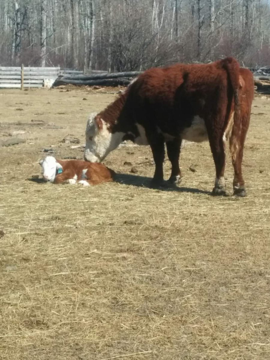 fsjrancherswife's tweet photo. Our Mum's are on fire right now! 💜
#RanchersWife #Hereford #Calving2022 #AnotherBoy #280ToGo https://t.co/dLpUum6fFT