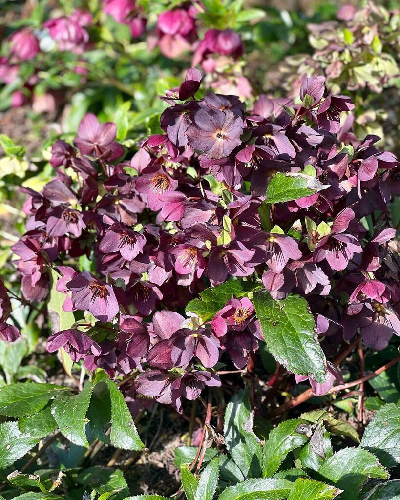 ai_smith's tweet photo. Hellebores enjoying the sun. #helleborus #hellebore #hellebores #helleboresofinstagram #coveargyll https://t.co/rwFeAIYPy2