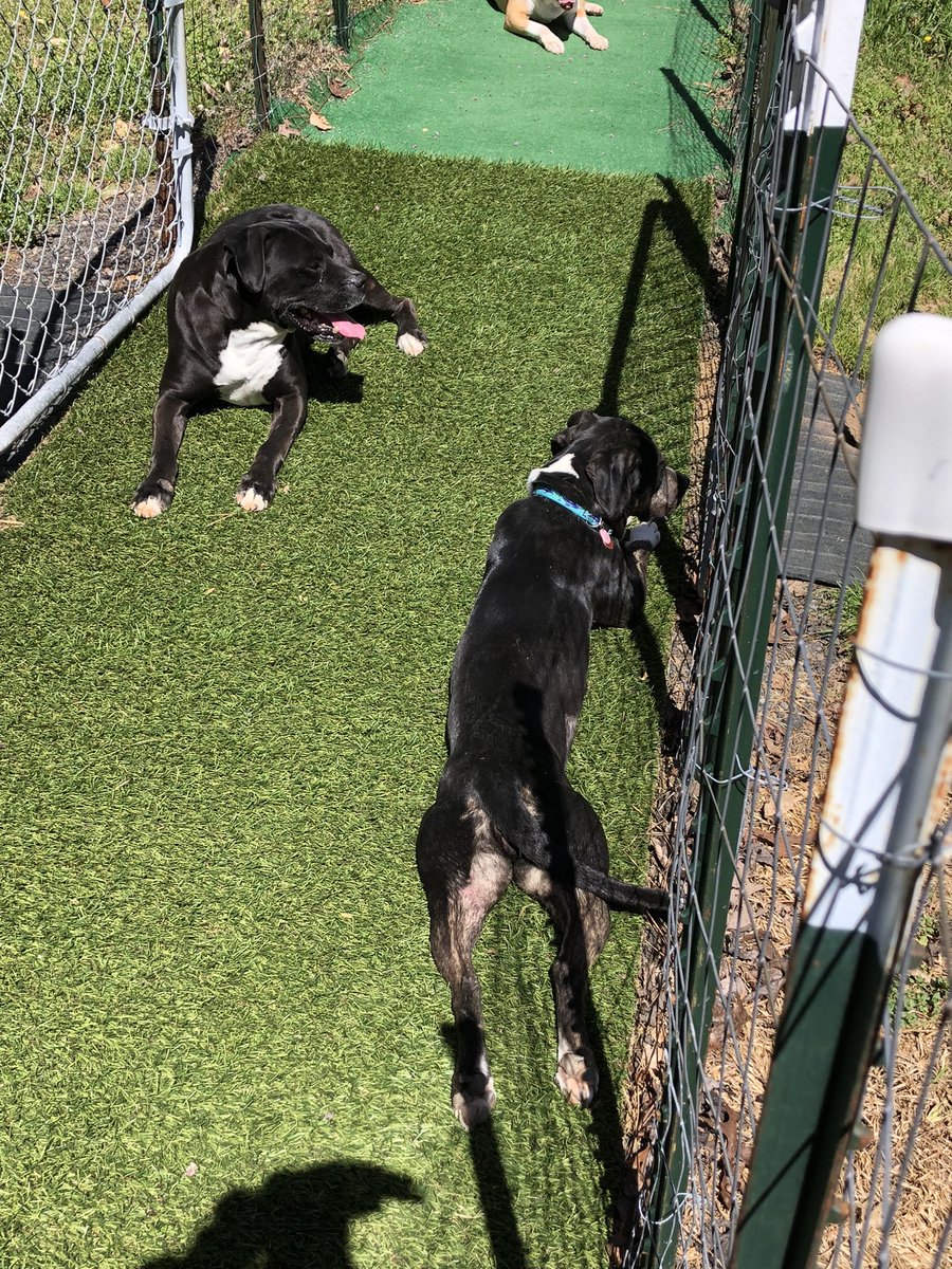k9kayaks's tweet photo. Damon 💭 Julie you #showoff 
#Happy #FrogLegsFriday 
#Boxador
#Boxadorable
#BigMoose
#PixMix 
#DogsOfTwitter https://t.co/QD2CWVLyoM