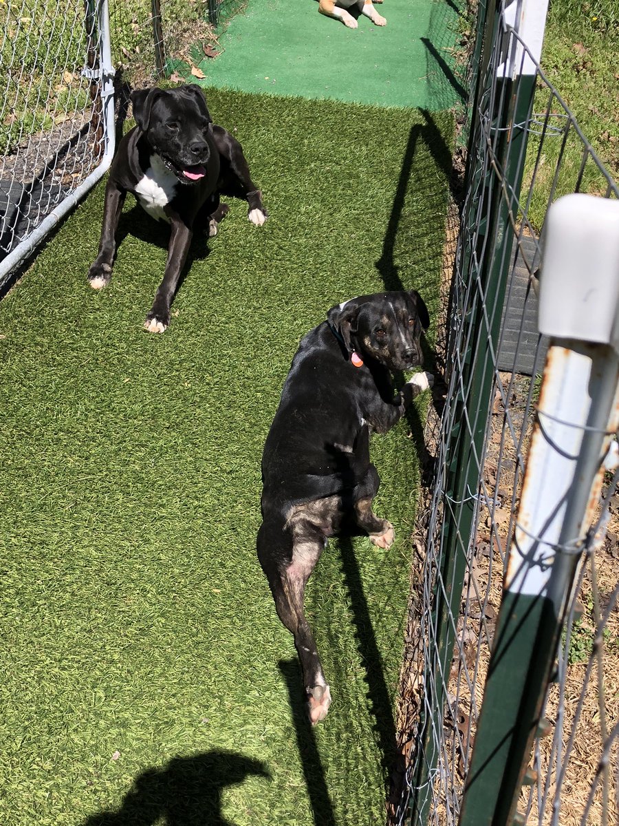 k9kayaks's tweet photo. Damon 💭 Julie you #showoff 
#Happy #FrogLegsFriday 
#Boxador
#Boxadorable
#BigMoose
#PixMix 
#DogsOfTwitter https://t.co/QD2CWVLyoM