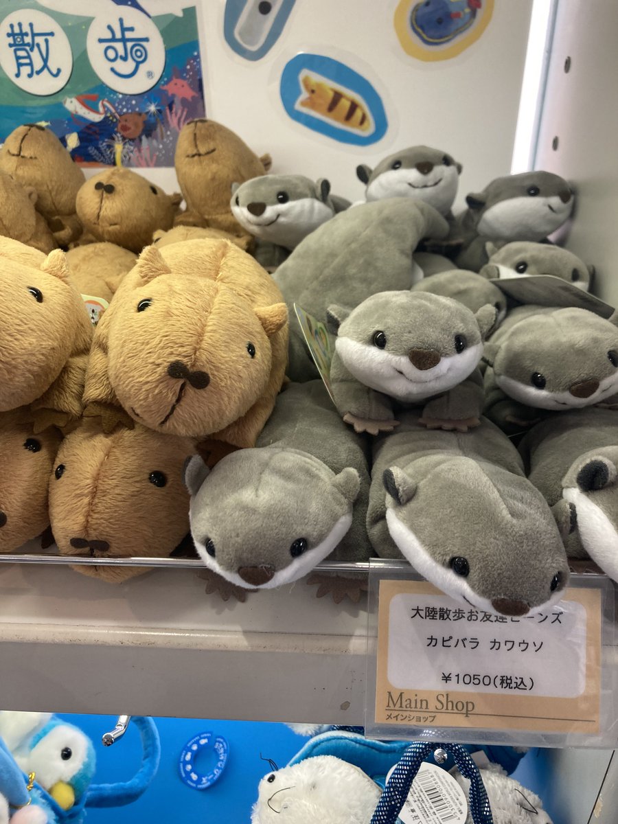 _Kobata's tweet photo. 亜空さんと��ワウソさんを感じました！ https://t.co/IpqWLHq4gZ