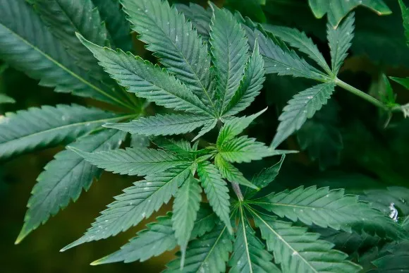 thehill's tweet photo. #BREAKING: House approves bill legalizing marijuana
https://t.co/SoIY2INEop https://t.co/1l61HxZW8C