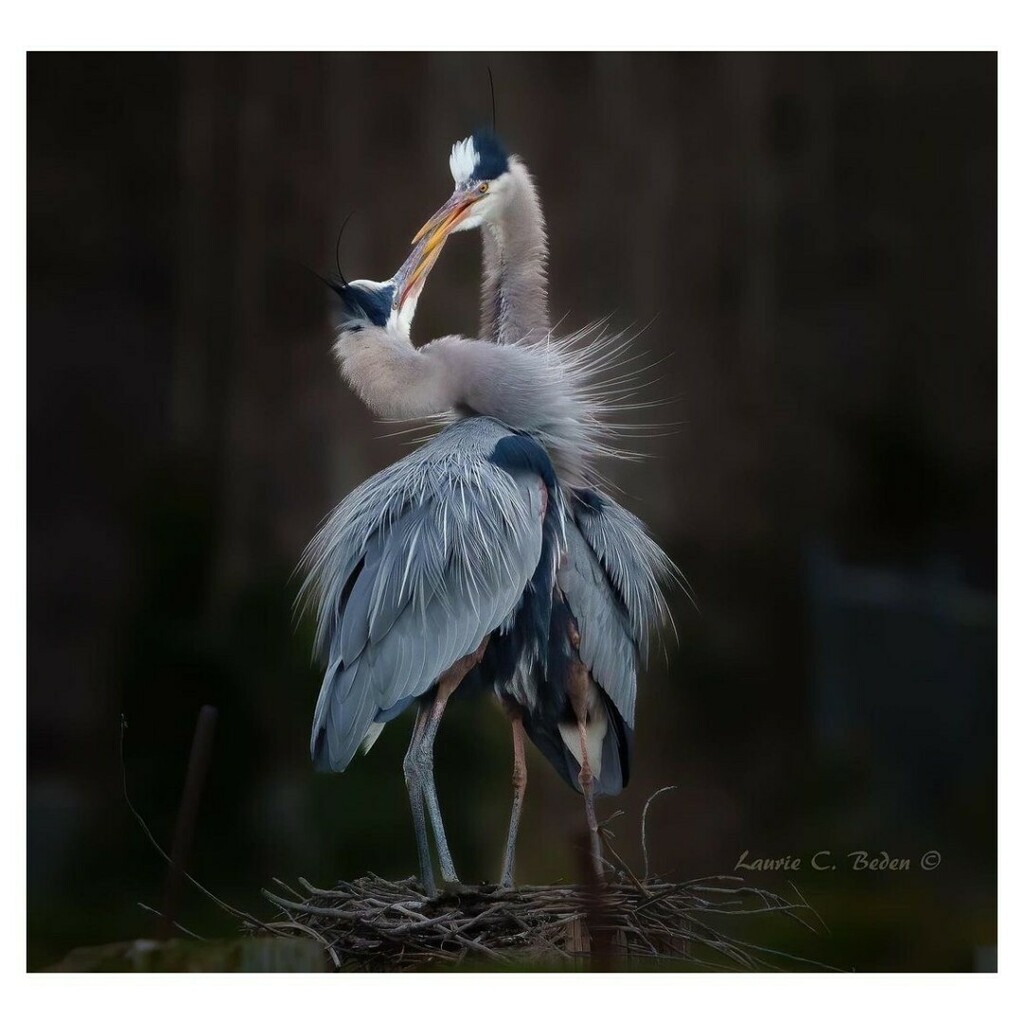 glazerscamera's tweet photo. Community Feature: @laurie_beden_photography

A lovely moment captured. 

Great Blue Herons. 

So lovely, thanks for sharing Laurie!

Use #GlazersCamera in your posts to be featured. 

#communityfeature #seattlecommunity #featuredphotographer #seattlepho… https://t.co/PM6XGoyh4M https://t.co/w92i4AyvyR