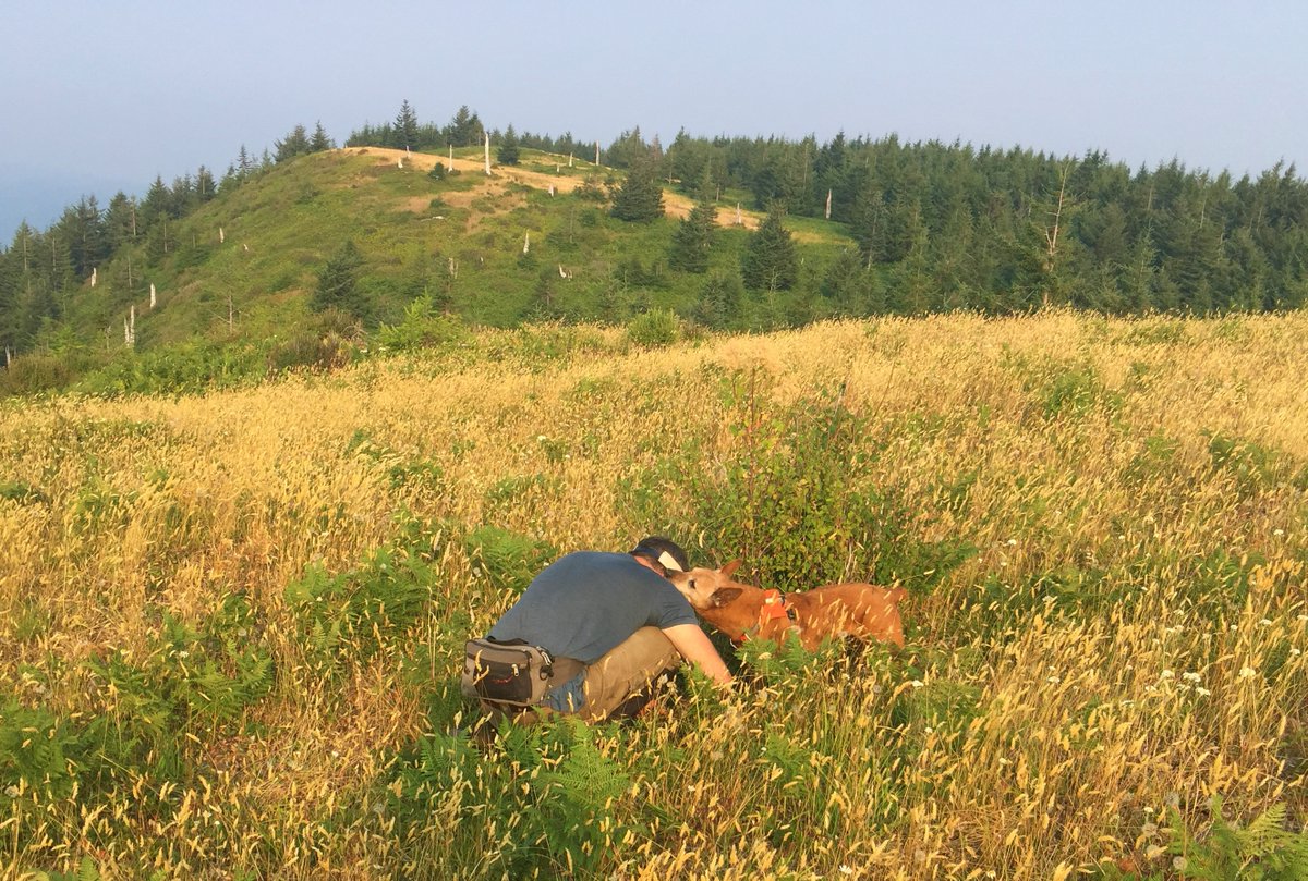 ForestServiceNW's tweet photo. We got the sad news last night that we lost Alli, the original detection dog that helped us pioneer the method that has allowed us to find Oregon Silverspot Butterfly larvae in the wild. Alli was a beloved "canine colleague" of Rogue Detection Teams &amp; the entire OSB community. https://t.co/wjSDi5RVJM