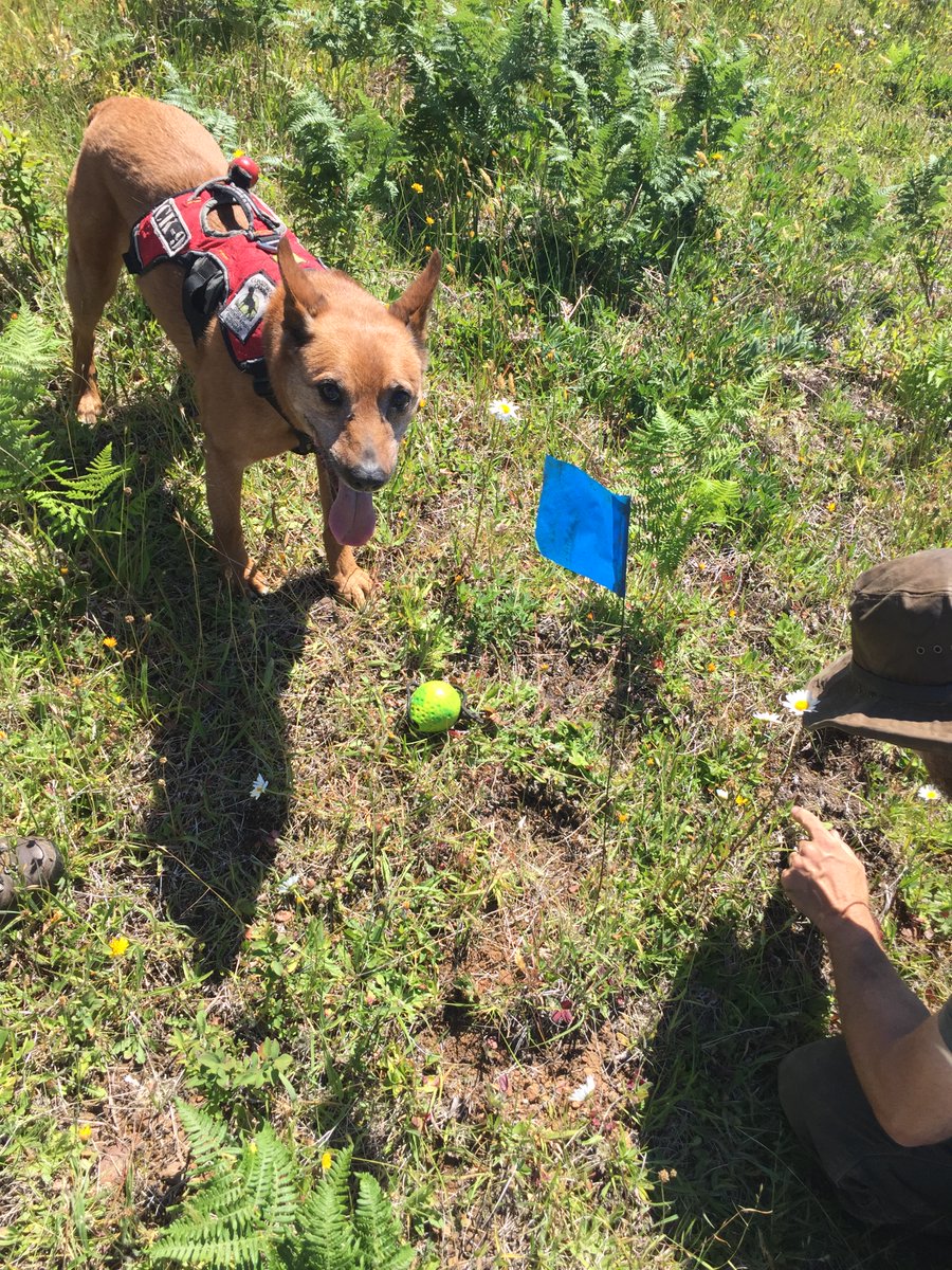 ForestServiceNW's tweet photo. We got the sad news last night that we lost Alli, the original detection dog that helped us pioneer the method that has allowed us to find Oregon Silverspot Butterfly larvae in the wild. Alli was a beloved "canine colleague" of Rogue Detection Teams &amp; the entire OSB community. https://t.co/wjSDi5RVJM