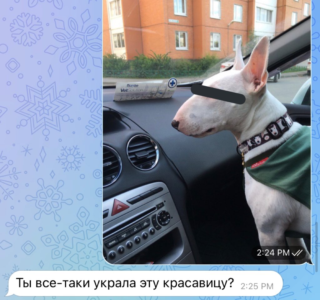 veterinastya's tweet photo. присылаю мужу пёселей с работы
муж: https://t.co/mseO5QUf9R