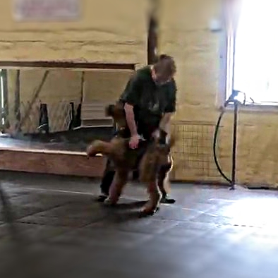 Proud of my boy CH Pax Paladin CD BN RN aka Dutch - #4 Terrier and #1 Airedale for 2021 per Front &amp; Finish Novice obedience ratings.