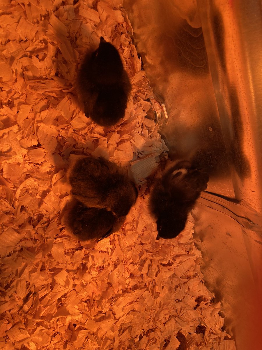 PotterPamelasue's tweet photo. What happens when you go to tractor supply to buy dog food but your obsessed with chickens! Added 4 more to my flock ❤️🐣❤️ https://t.co/nIsEWKyEGW