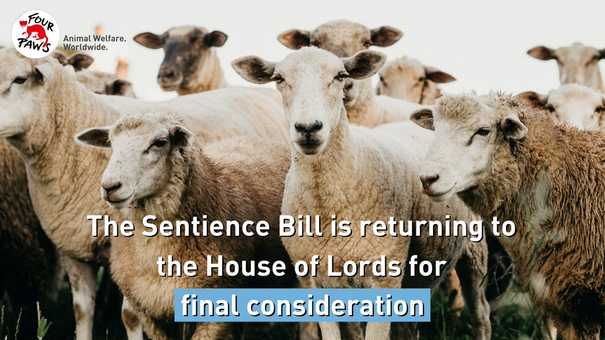 FOURPAWSUK's tweet photo. The Bill will be moving into its final stages through the House of Lords on Thursday 7 April.
We’re pushing for this to have a smooth transition as it becomes UK law.
You can help - urge your MP to #SupportSentience ➡️: https://t.co/P1q6748KZd https://t.co/VZfVgqpFbP