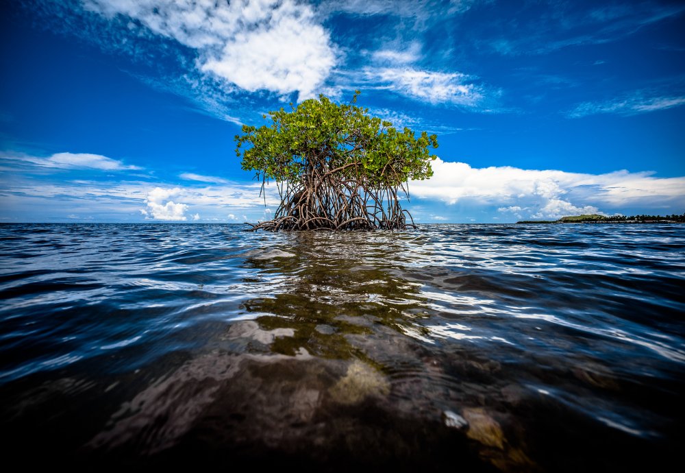 DataMgmtInsight's tweet photo. Biodiversity: The Next Hurdle in the ESG Data Marathon
https://t.co/9Z9eU8Yhz3
#ESG #sustainablefinance #climatechange #biodiversity #netzero #marketrisks #investmentdata #ESGdata #unstructureddata #referencedata #datafragmentation #EDMs #SaaS #APIs @finbourne https://t.co/oirNWEU2RB