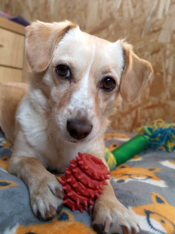 DigitalityGames's tweet photo. It's big announcement time!📢
With #HordeCore now released, we're evolving. This will become the main hub for all Digitality Games, including news about HordeCore and other exciting new projects!
To help with this transition, here's our Chief of Moral Support, Bullet! #indiedev https://t.co/zXPSNY4QNr