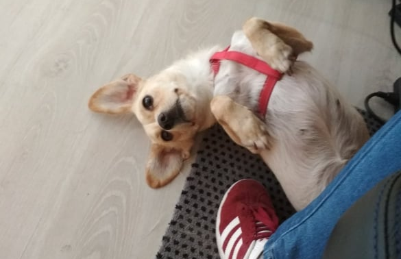 DigitalityGames's tweet photo. It's big announcement time!📢
With #HordeCore now released, we're evolving. This will become the main hub for all Digitality Games, including news about HordeCore and other exciting new projects!
To help with this transition, here's our Chief of Moral Support, Bullet! #indiedev https://t.co/zXPSNY4QNr