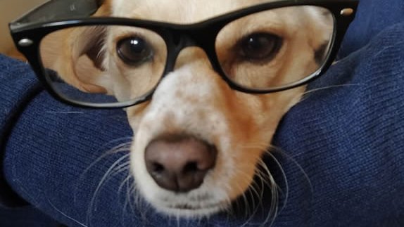 DigitalityGames's tweet photo. It's big announcement time!📢
With #HordeCore now released, we're evolving. This will become the main hub for all Digitality Games, including news about HordeCore and other exciting new projects!
To help with this transition, here's our Chief of Moral Support, Bullet! #indiedev https://t.co/zXPSNY4QNr